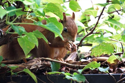 Free Squirrel Leaves photo and picture