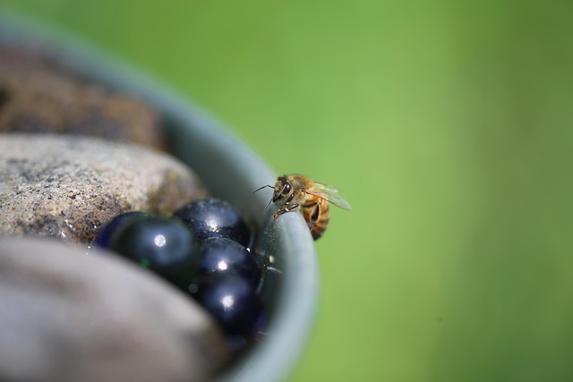 Free Honeybee Macro photo and picture