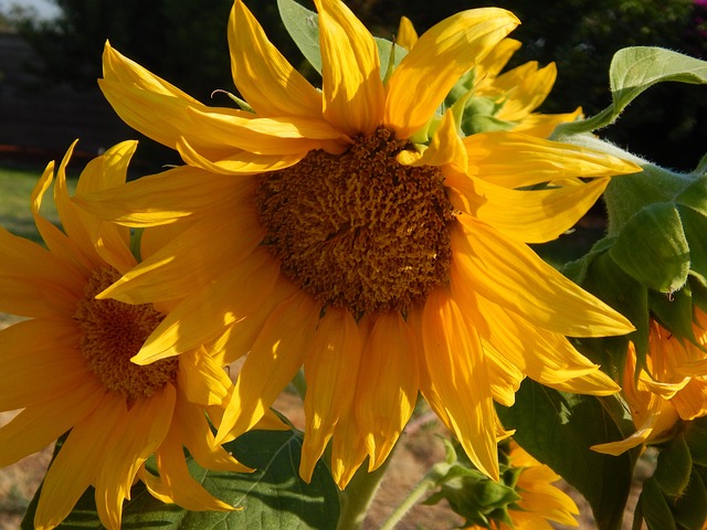 Free Sunflower Floral photo and picture