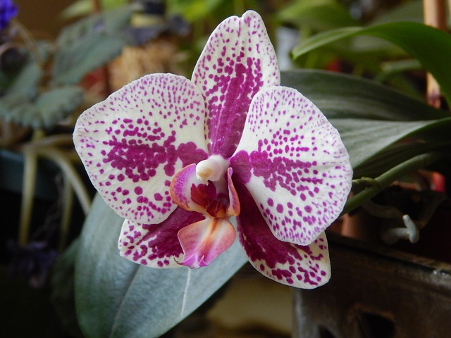 Free Orchid Pink photo and picture