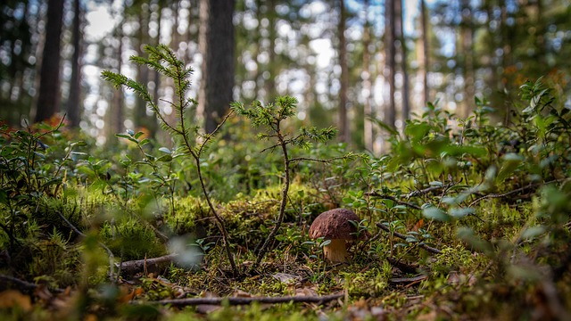 Free Mushroom Forest photo and picture