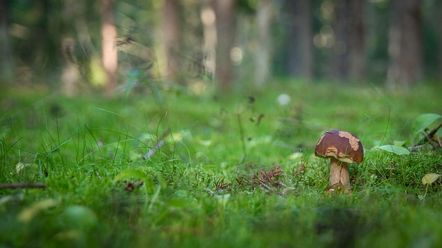 Free Mushroom Forest photo and picture