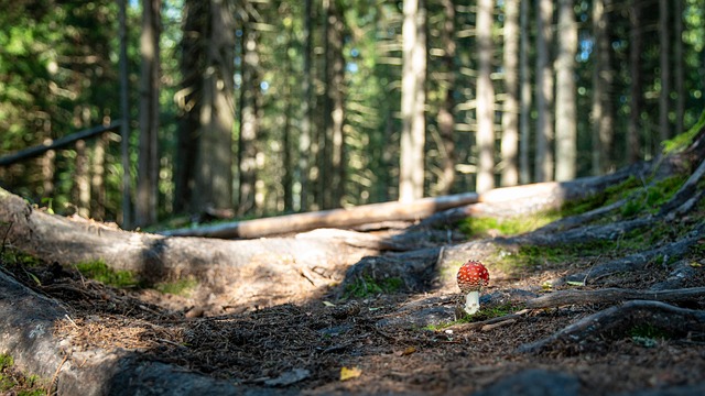 Free Mushroom Forest photo and picture