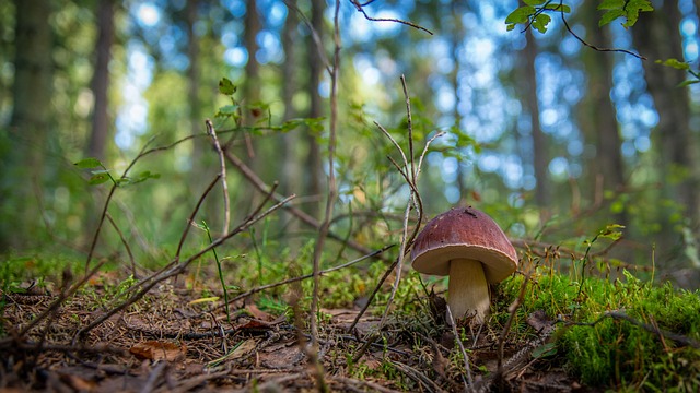Free Mushroom Forest photo and picture