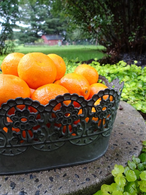 Free Orange Citrus photo and picture