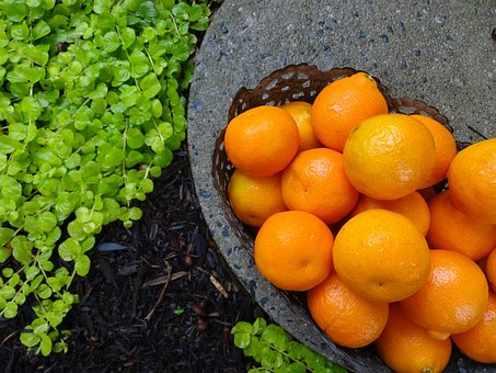 Free Orange Sweet photo and picture