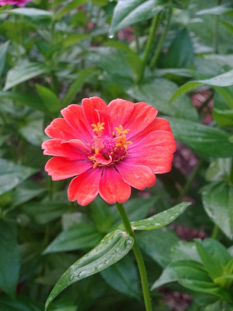Free Zinnia Pink photo and picture