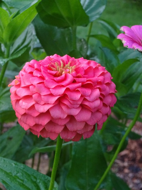 Free Pink Zinnia photo and picture