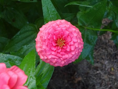 Free Pink Zinnia photo and picture