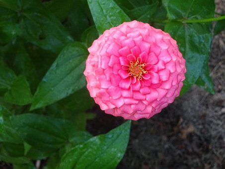 Free Zinna Pink photo and picture