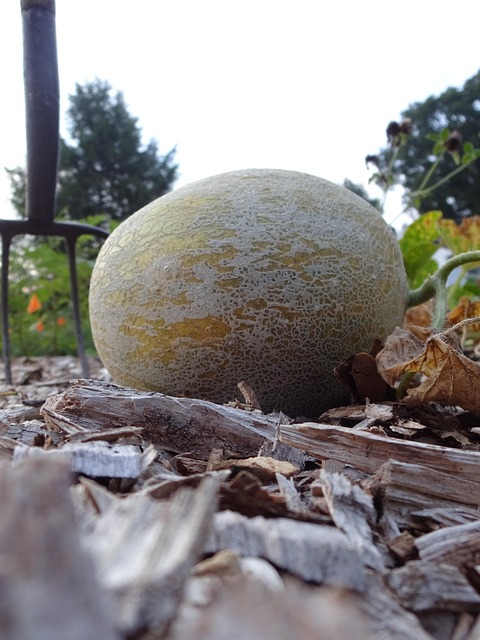 Free Melon Honeydew photo and picture