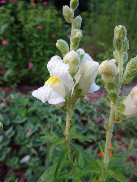 Free Snapdragon Green photo and picture