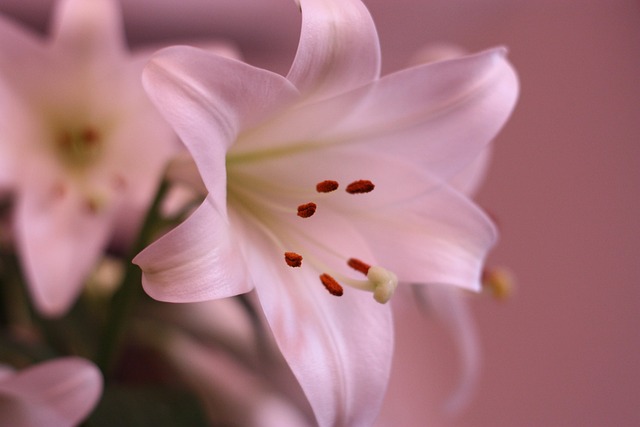 Free Flower Nice photo and picture