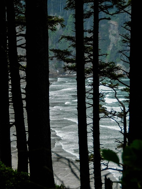 Free Beach Ocean photo and picture