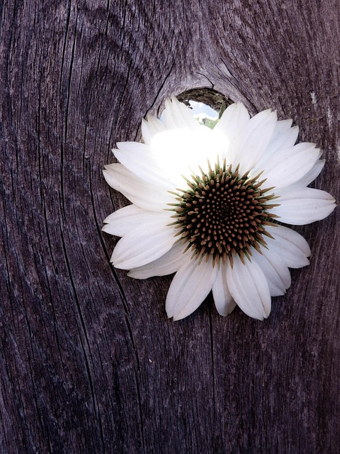 Free Coneflower Flower photo and picture