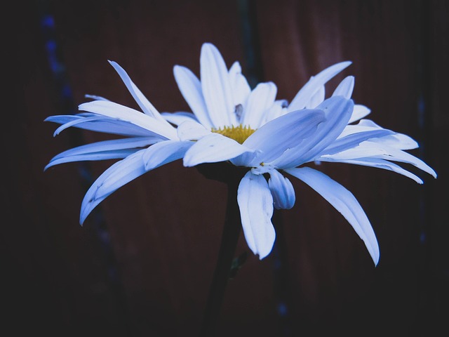 Free Flower Daisy photo and picture
