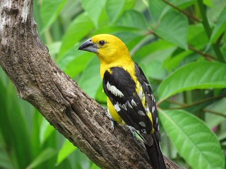 Free Yellow Grosbeak Mexico photo and picture
