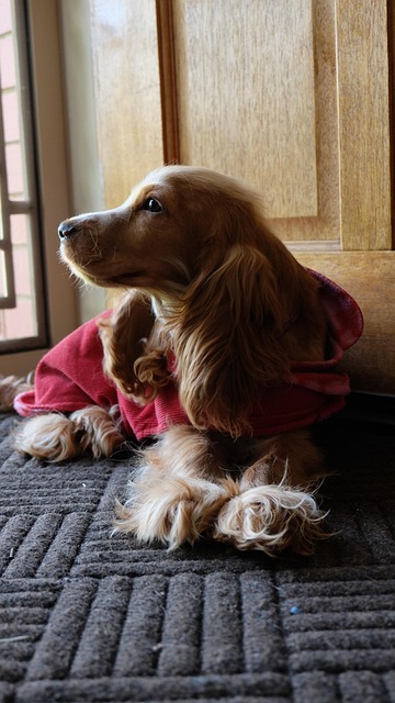 Free Dog Puppy photo and picture