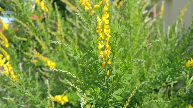Free Flower Plant photo and picture