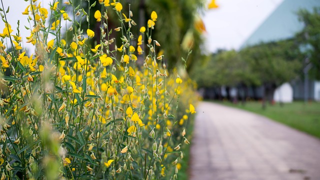 Free Flower Tropical photo and picture