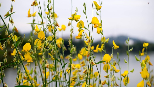 Free Flower Tropical photo and picture