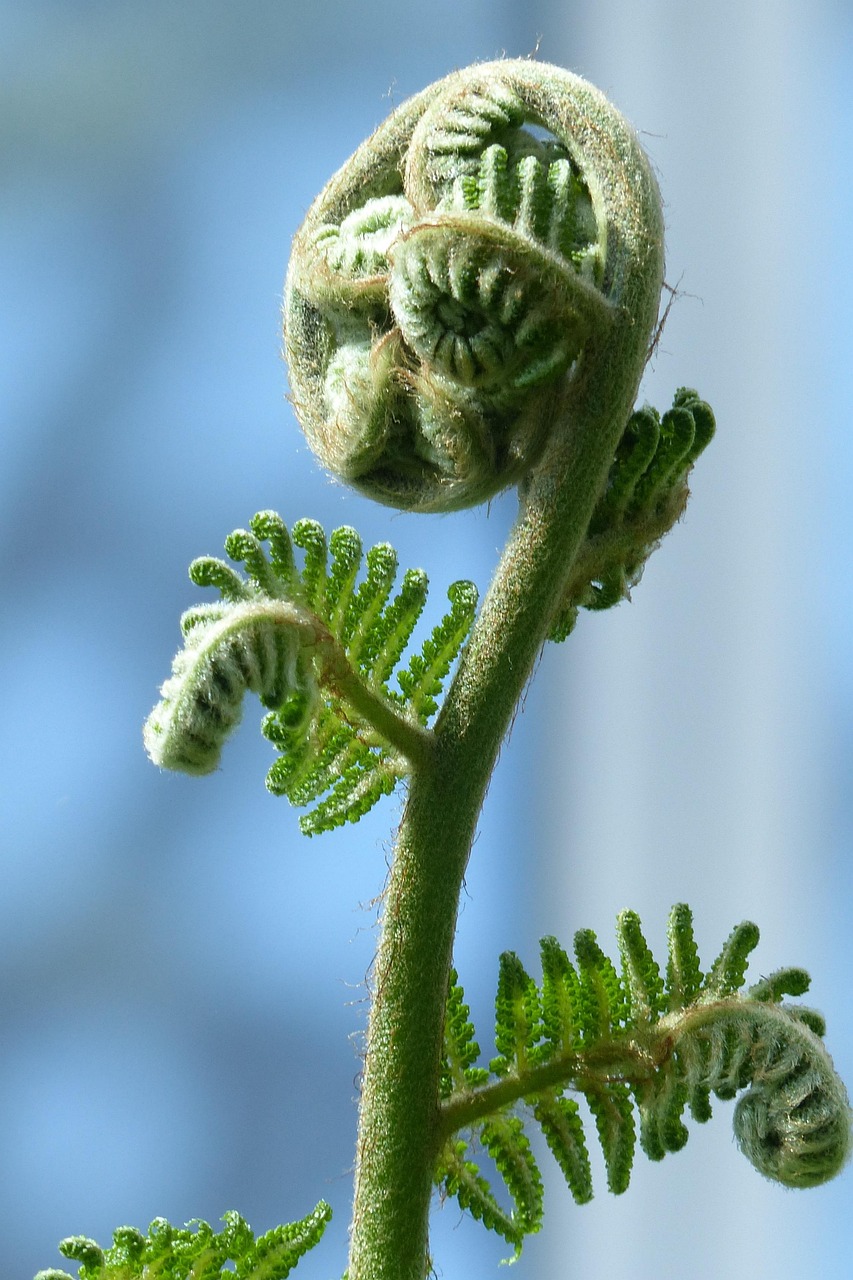 kaktus euphorbia kaufen EUPHORBIA LACTEA CACTUS PLANT – Plantology Lab Trading main image 0