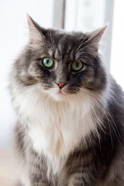 Free Cat Gray photo and picture