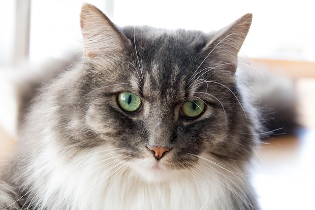 Free Cat Nature photo and picture