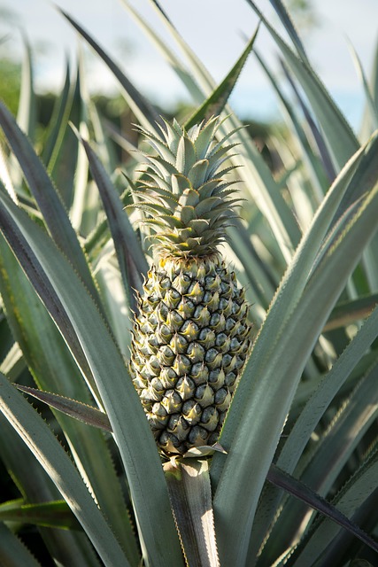 Pineapple, Farm, Garden, Nature, Plant