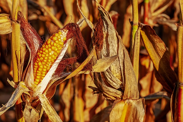 Free Corn On The Cob Corn photo and picture
