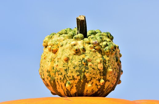 南瓜, 水果, 橙, 秋季, 筍瓜, 選擇, 大, 巨大的, 食品, 蔬菜