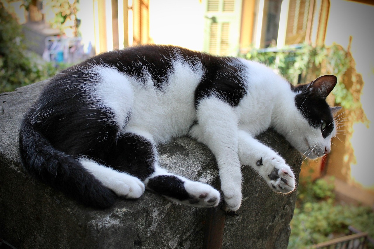 Cat Black And White - Free photo on Pixabay