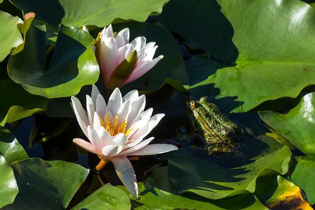 Free Water Lilies Frog photo and picture