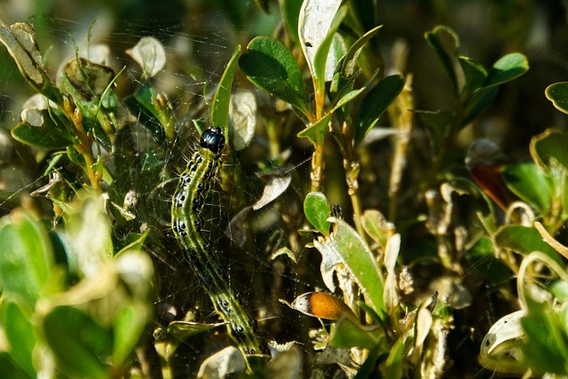 Free Boxwood Moth Book photo and picture
