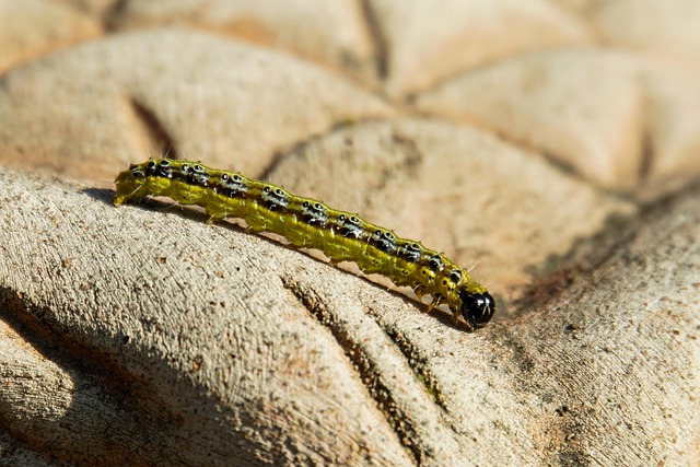 Free Boxwood Moth Book photo and picture