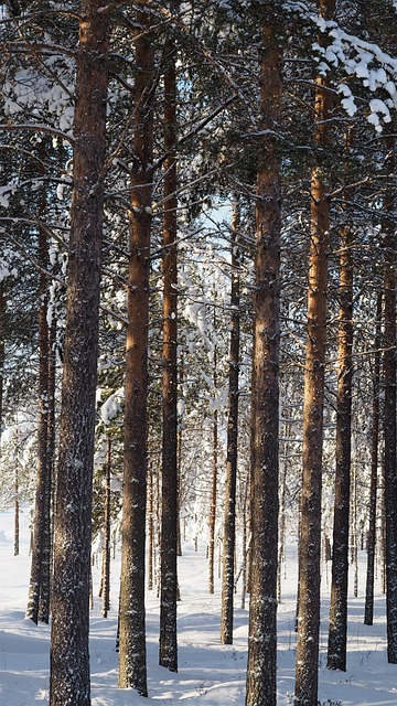 Free Pine Forest photo and picture