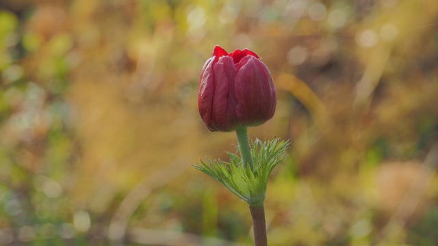 Free Flower Flower Wallpaper photo and picture