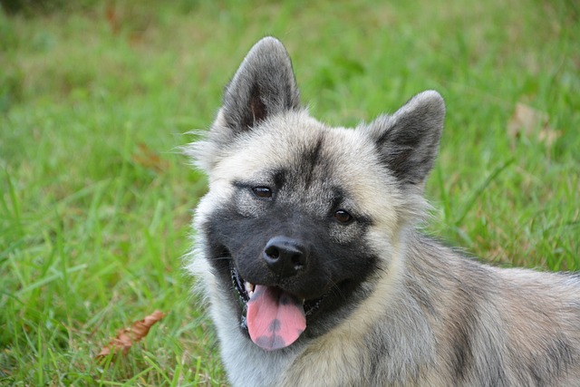 Free Dog Young Bitch photo and picture