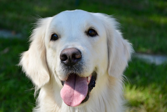 Free Dog Bitch Dog Golden Retriever photo and picture