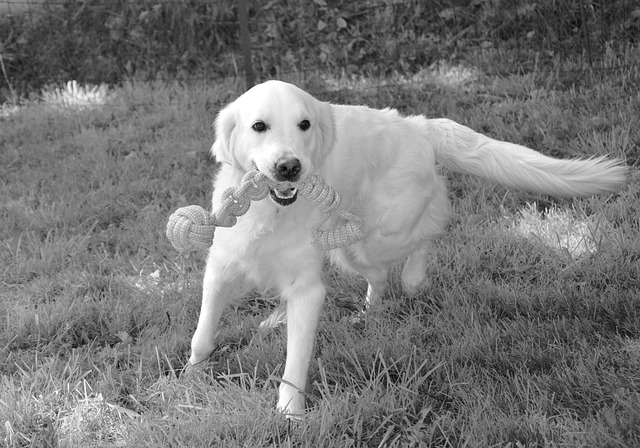 Free Dog Bitch Dog Golden Retriever photo and picture