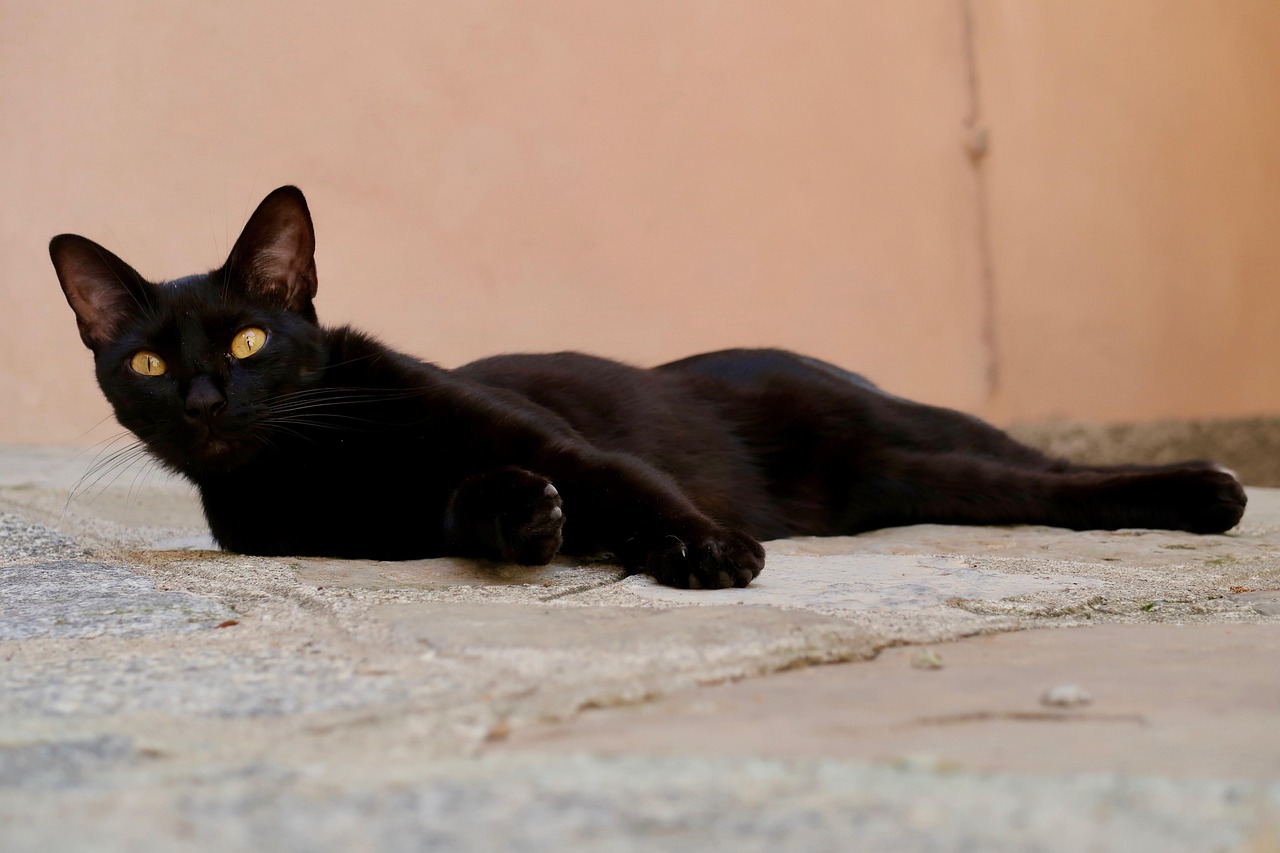 Cat Quiet Animal Domestic Free photo on Pixabay Pixabay