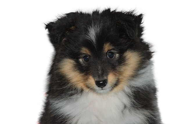 Free dog free breed of animal domestic animal illustration