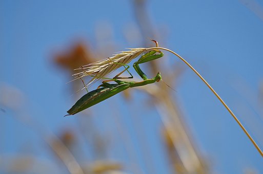 Free Praying Mantis Mantis photo and picture