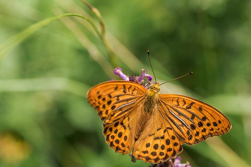 Sommerfugl, Insekter, Blomst Tapet