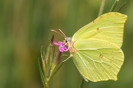 Sommerfugl, Smukke Blomster, Insekter