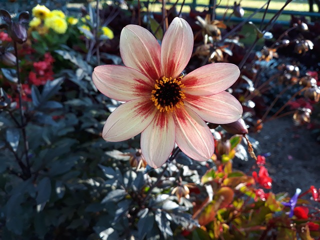 Free Flowers Colour photo and picture