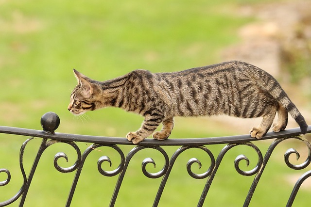 bengal, pet, animal, kitten, cat