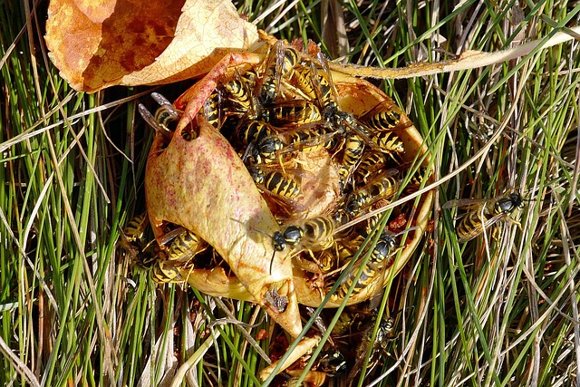 Free Wasp Wasps photo and picture