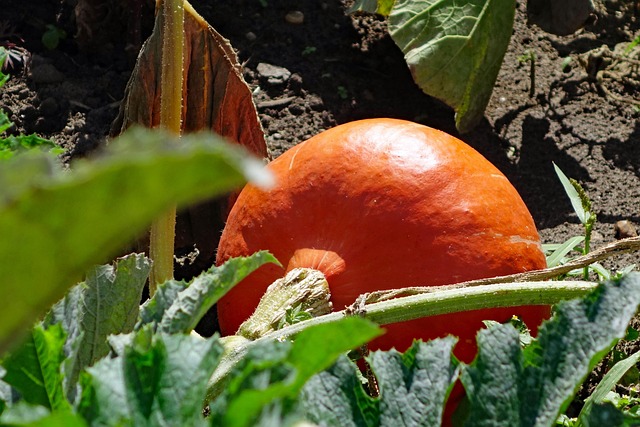 Free Pumpkin Vegetables photo and picture