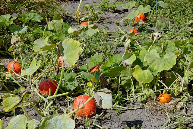 Free Pumpkin Pumpkins photo and picture